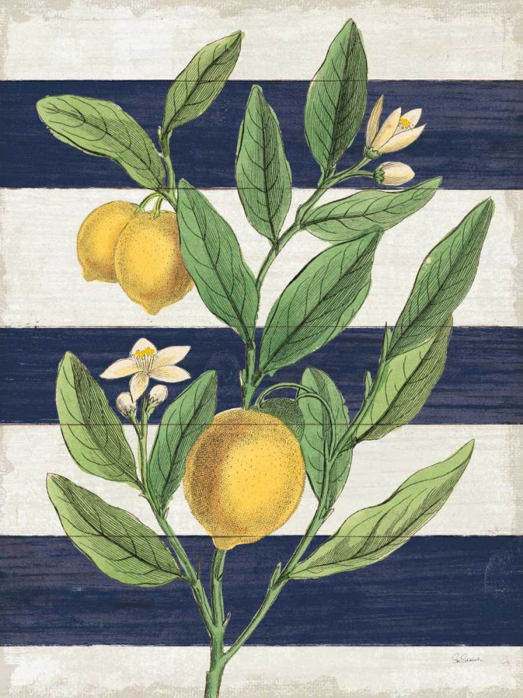 Classic Citrus V Navy Shiplap NW art print by Sue Schlabach for $57.95 CAD