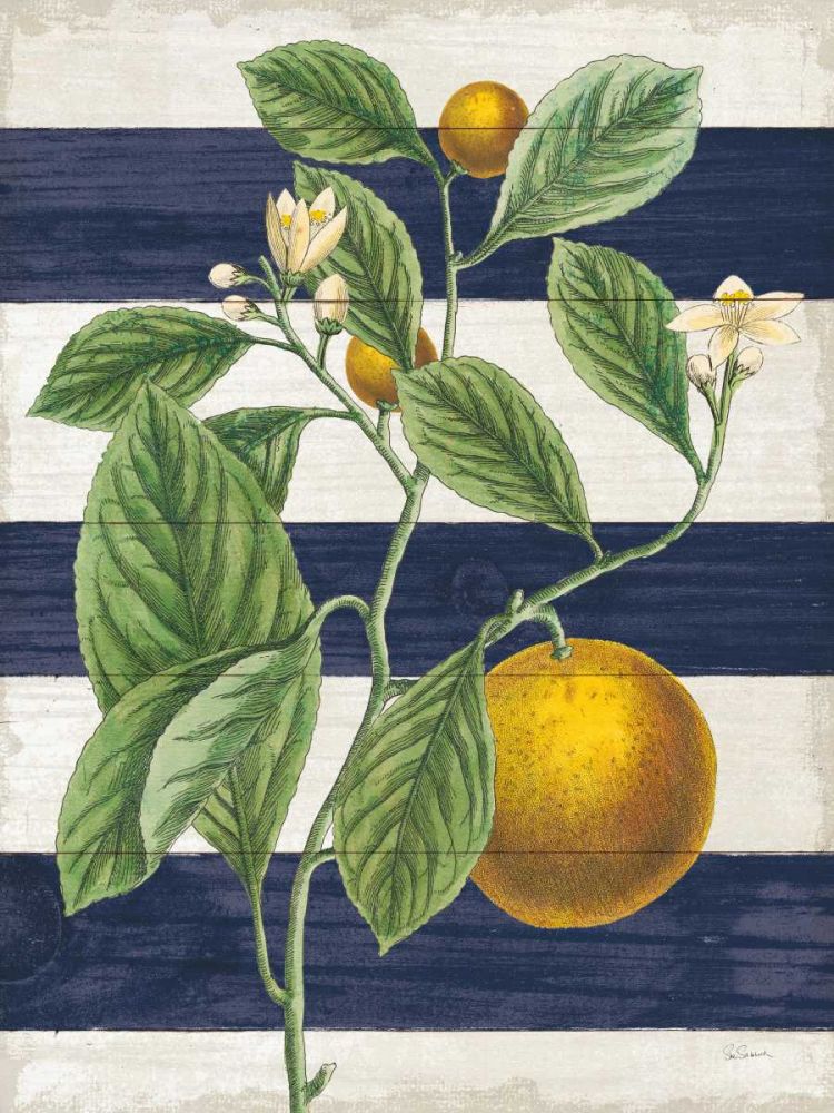 Classic Citrus VI Navy Shiplap NW art print by Sue Schlabach for $57.95 CAD