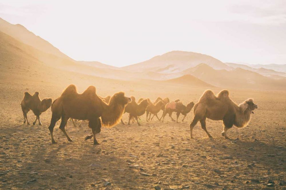 Camels on the Move art print by Aledanda for $57.95 CAD