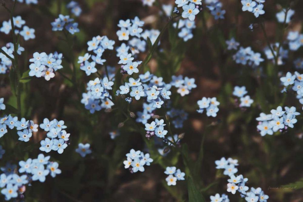 Forget Me Nots I art print by Laura Marshall for $57.95 CAD