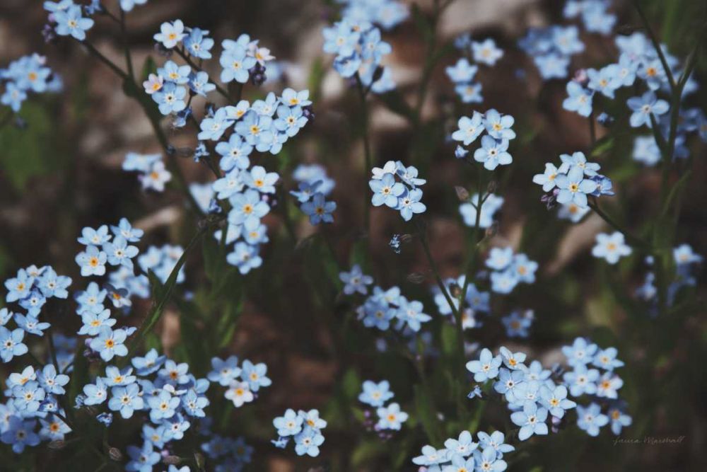 Forget Me Nots II art print by Laura Marshall for $57.95 CAD