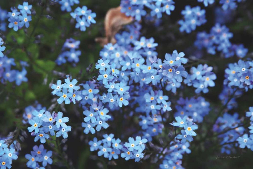 Forget Me Nots III art print by Laura Marshall for $57.95 CAD