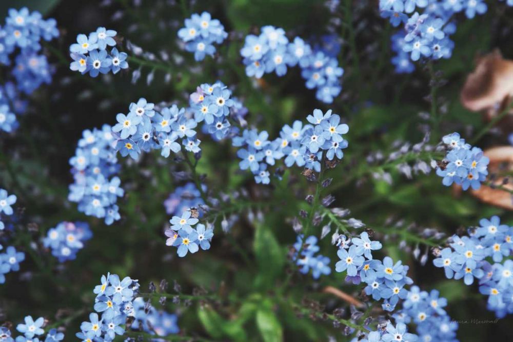 Forget Me Nots IV art print by Laura Marshall for $57.95 CAD