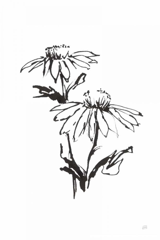Line Echinacea II art print by Chris Paschke for $57.95 CAD
