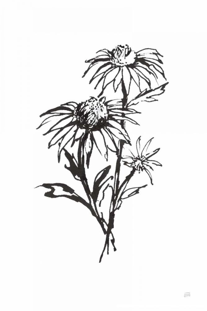 Line Echinacea III art print by Chris Paschke for $57.95 CAD