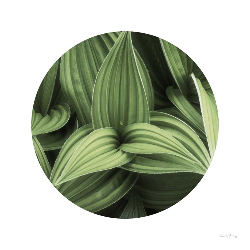 Corn Lily Circle I art print by Alan Majchrowicz for $57.95 CAD