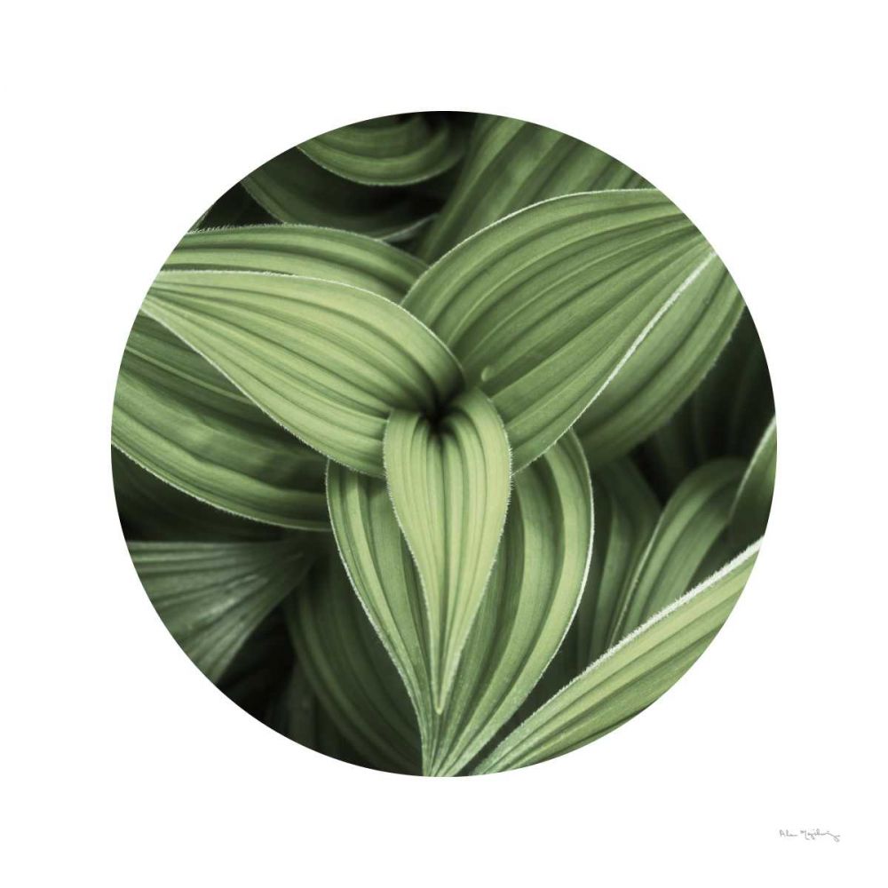 Corn Lily Circle II art print by Alan Majchrowicz for $57.95 CAD