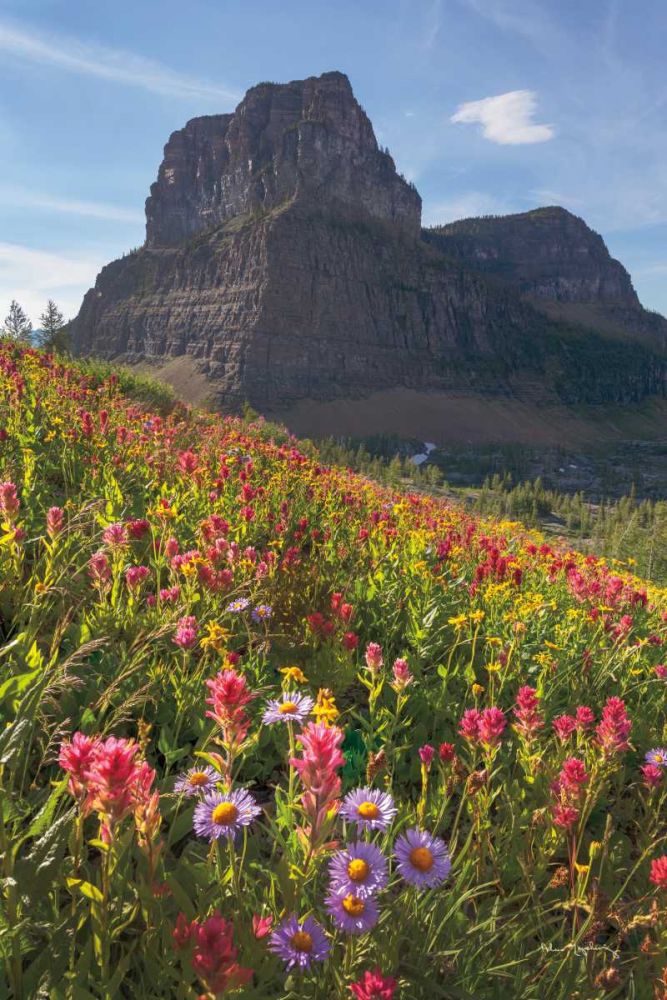 Boulder Pass Wildflowers art print by Alan Majchrowicz for $57.95 CAD