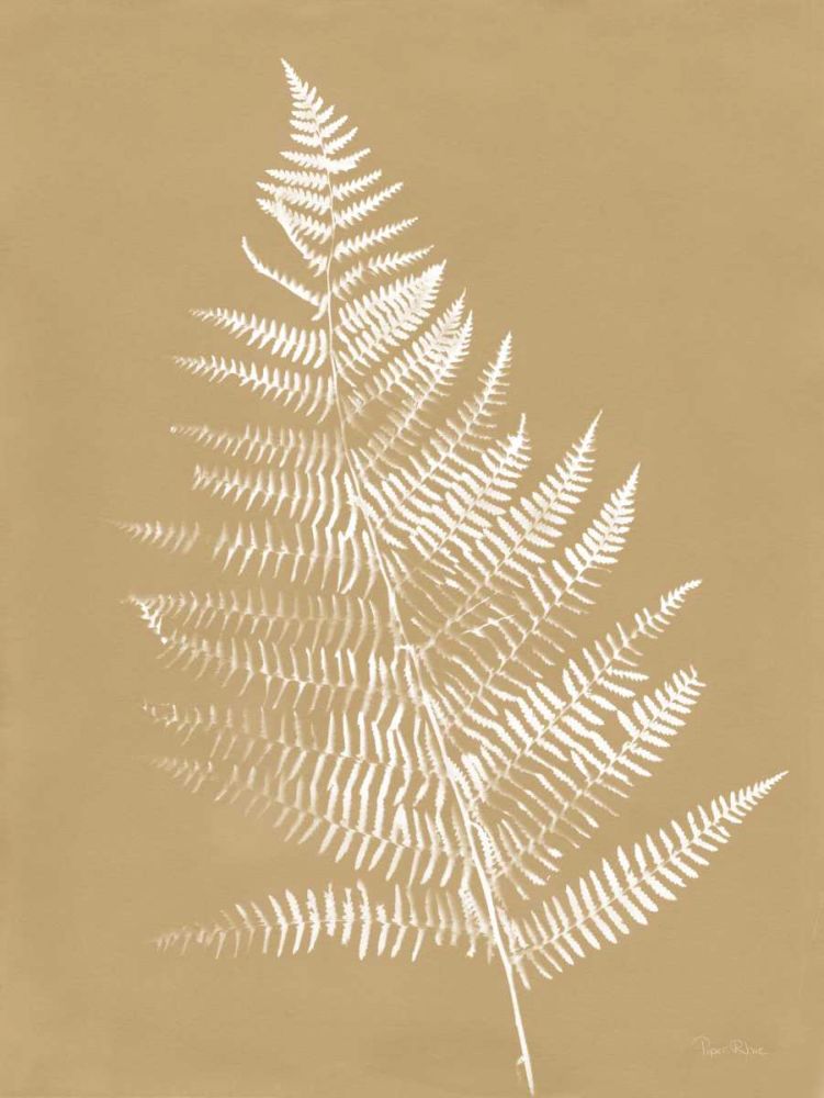 Nature by the Lake Ferns VI Brown art print by Piper Rhue for $57.95 CAD