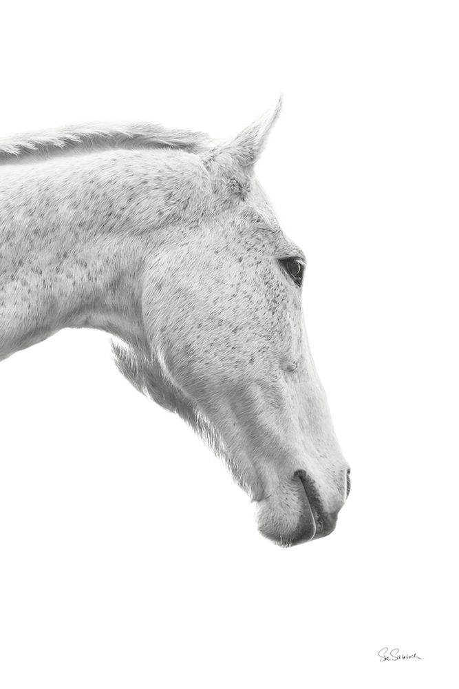 A Horse Named Lady I BW art print by Sue Schlabach for $57.95 CAD