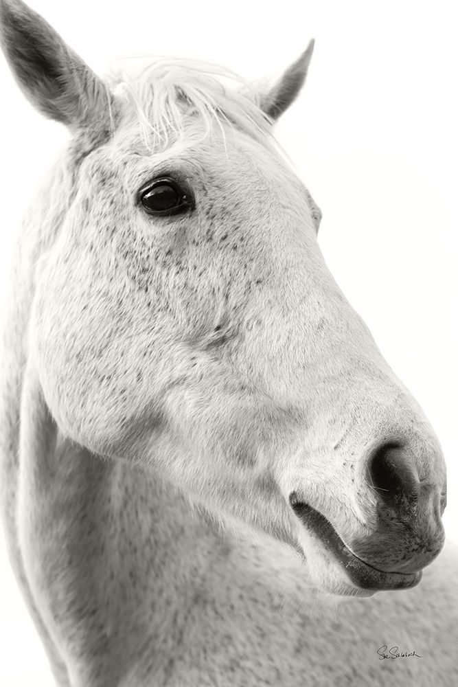 A Horse Named Lady II BW art print by Sue Schlabach for $57.95 CAD