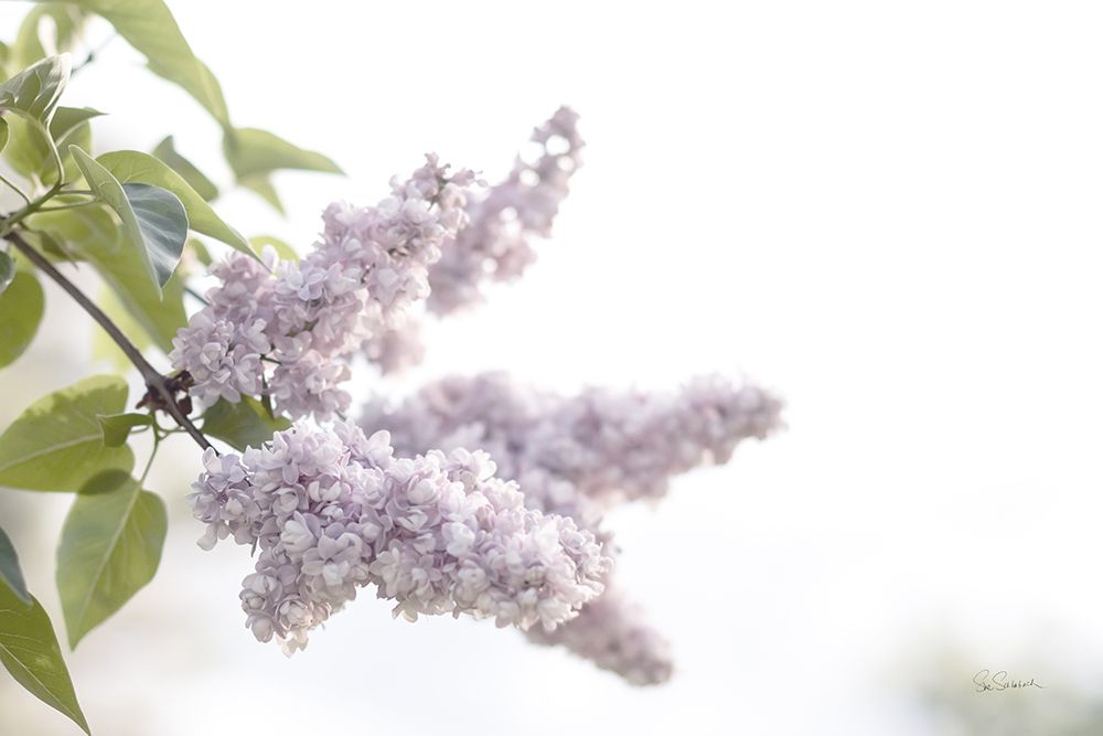 Pale Lilacs I art print by Sue Schlabach for $57.95 CAD