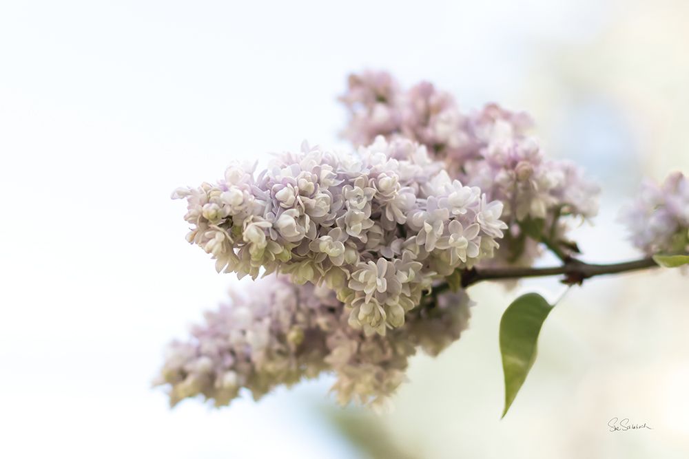 Pale Lilacs II art print by Sue Schlabach for $57.95 CAD