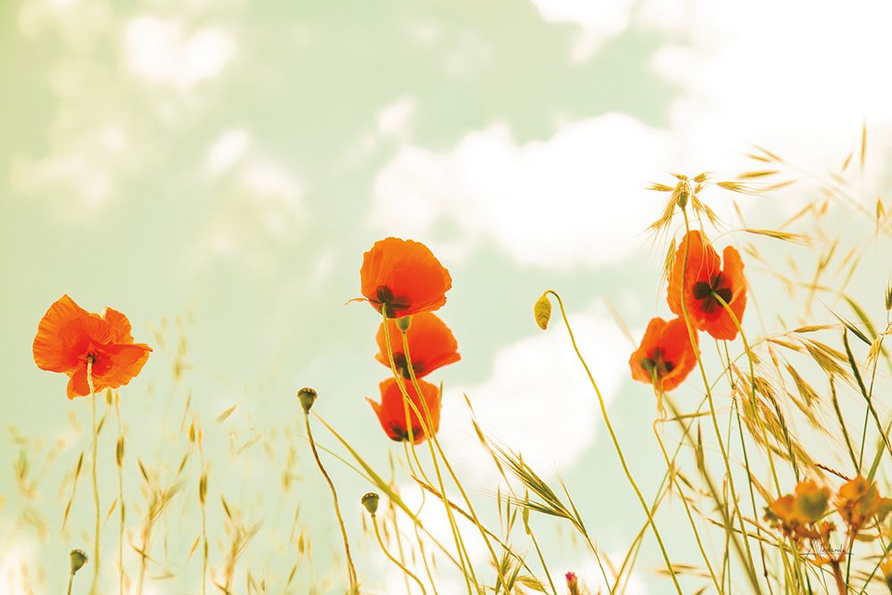 Poppies and Sky art print by Aledanda for $57.95 CAD