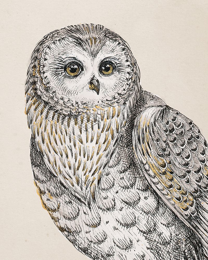 Beautiful Owls IV Vintage art print by Daphne Brissonnet for $57.95 CAD