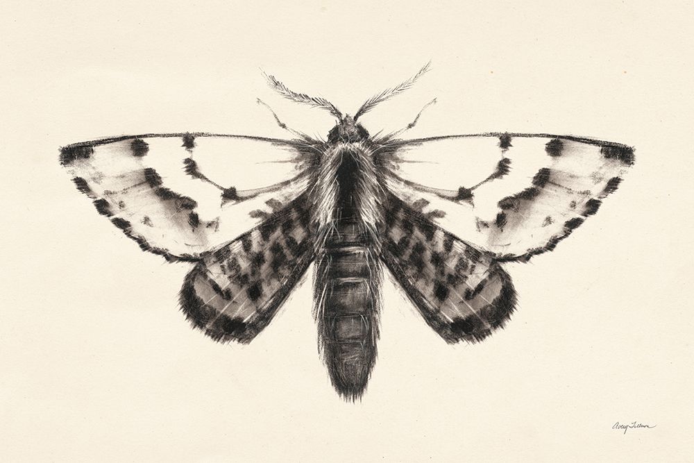 Moth IV art print by Avery Tillmon for $57.95 CAD