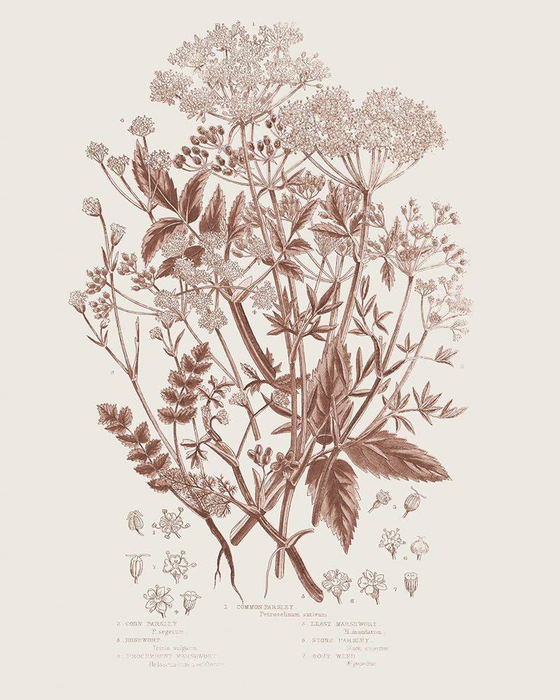 Flowering Plants I Brown art print by Wild Apple Portfolio for $57.95 CAD