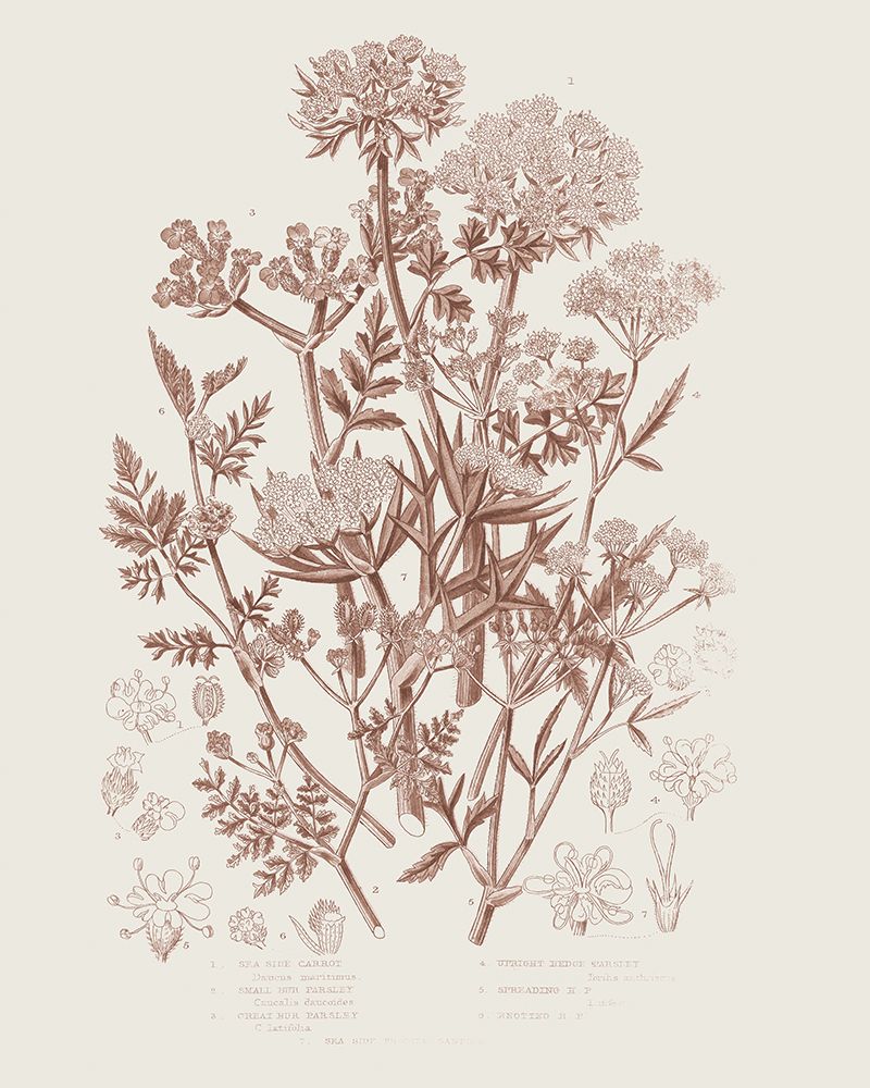 Flowering Plants IV Brown art print by Wild Apple Portfolio for $57.95 CAD