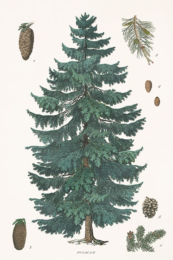Evergreen Botanical Chart art print by Wild Apple Portfolio for $57.95 CAD