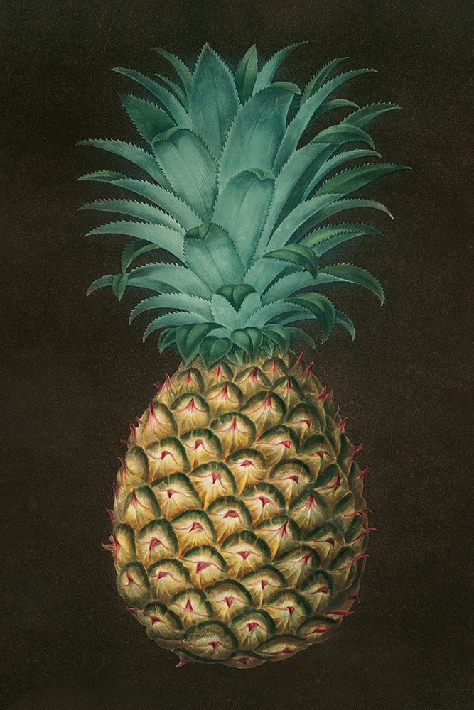 Vintage Pineapple I art print by Wild Apple Portfolio for $57.95 CAD