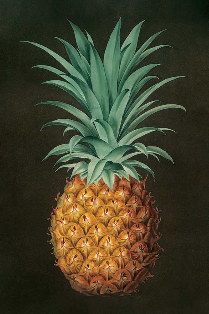 Vintage Pineapple II art print by Wild Apple Portfolio for $57.95 CAD