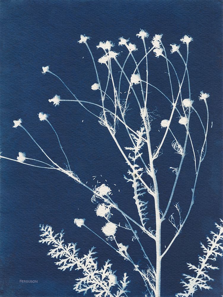 Alpine Flower IV art print by Kathy Ferguson for $57.95 CAD