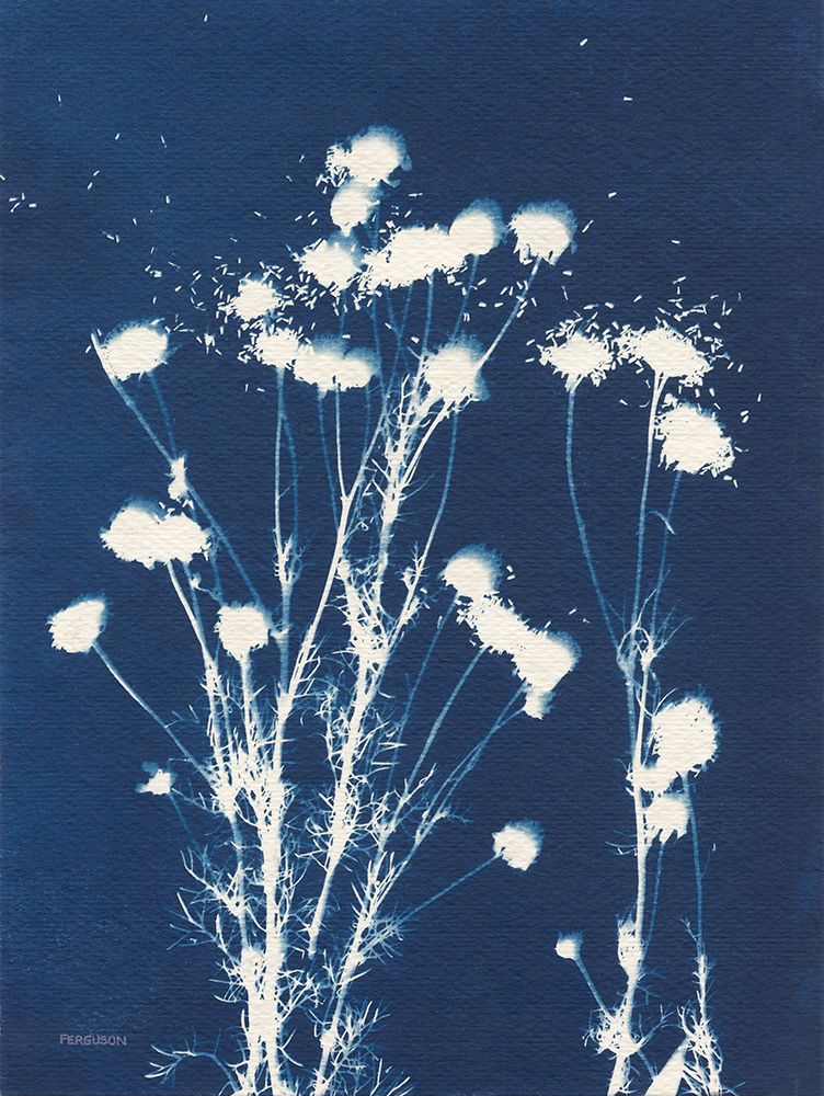 Alpine Flower VI art print by Kathy Ferguson for $57.95 CAD