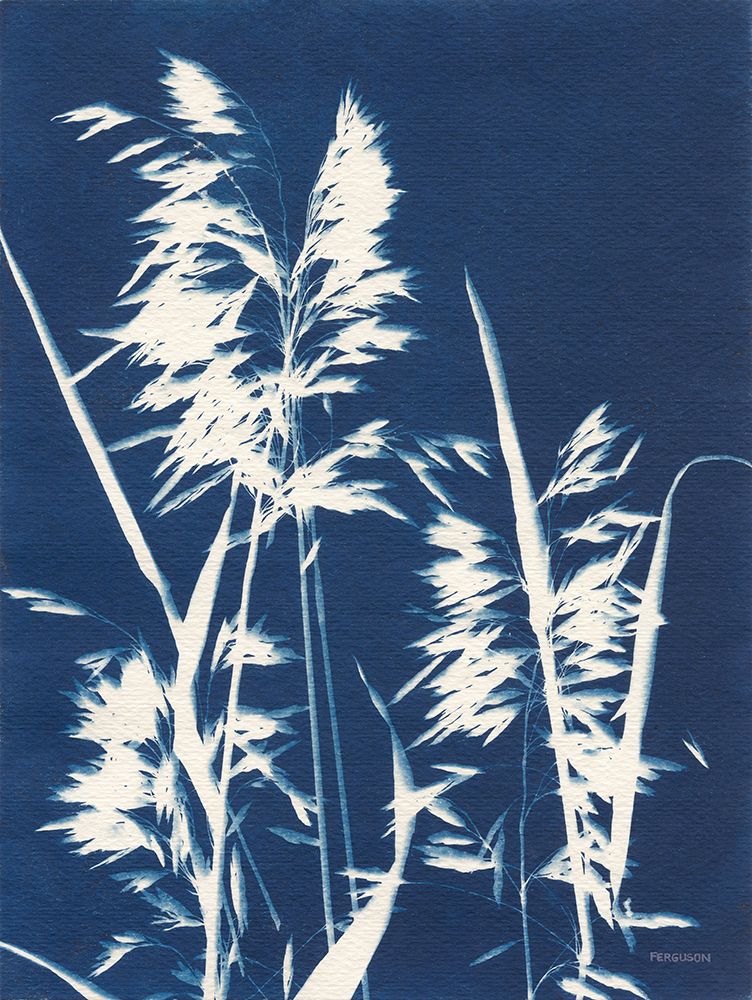 Ornamental Grass VI art print by Kathy Ferguson for $57.95 CAD