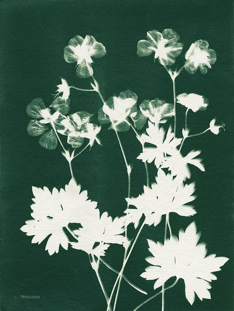 Alpine Flower V Green art print by Kathy Ferguson for $57.95 CAD