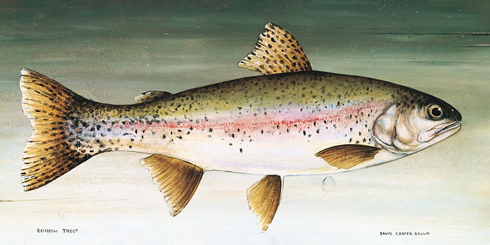 Rainbow Trout No Border art print by David Carter Brown for $57.95 CAD