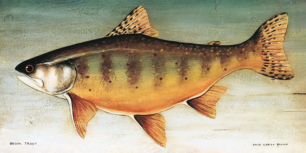 Brook Trout No Border art print by David Carter Brown for $57.95 CAD