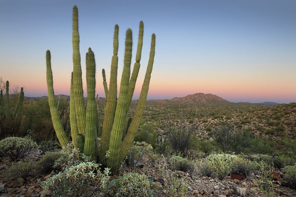 Organ Pipe Cactus at Dusk art print by Alan Majchrowicz for $57.95 CAD