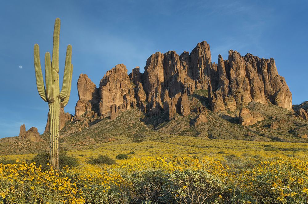 Superstition Mountains Saguaro art print by Alan Majchrowicz for $57.95 CAD