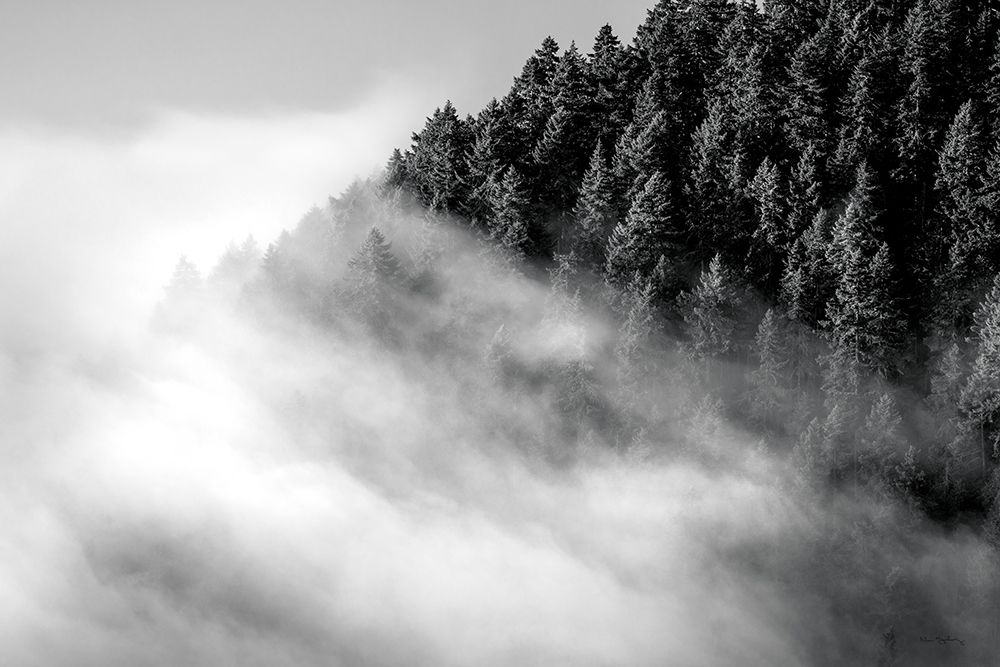 Fog and Forest I BW art print by Alan Majchrowicz for $57.95 CAD