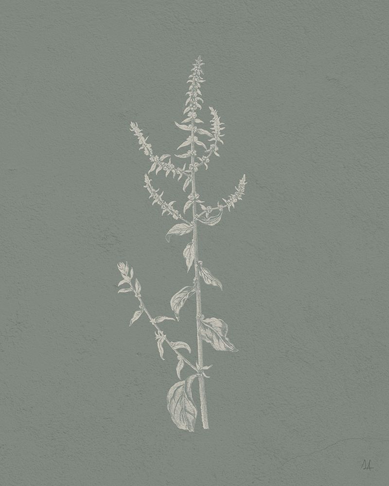 Gifts from the Meadow VI Sage art print by Sarah Adams for $57.95 CAD