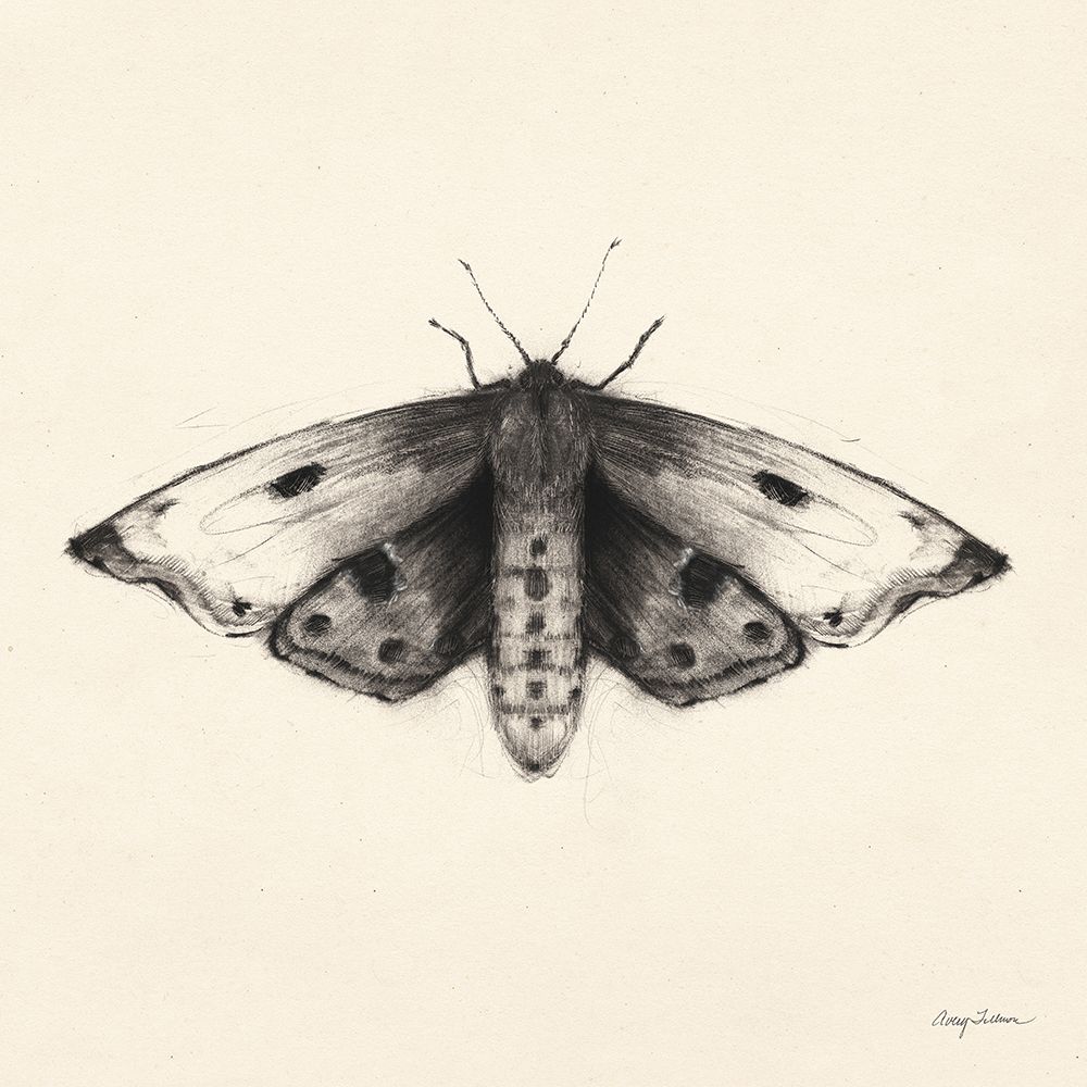 Moth I Sq art print by Avery Tillmon for $57.95 CAD