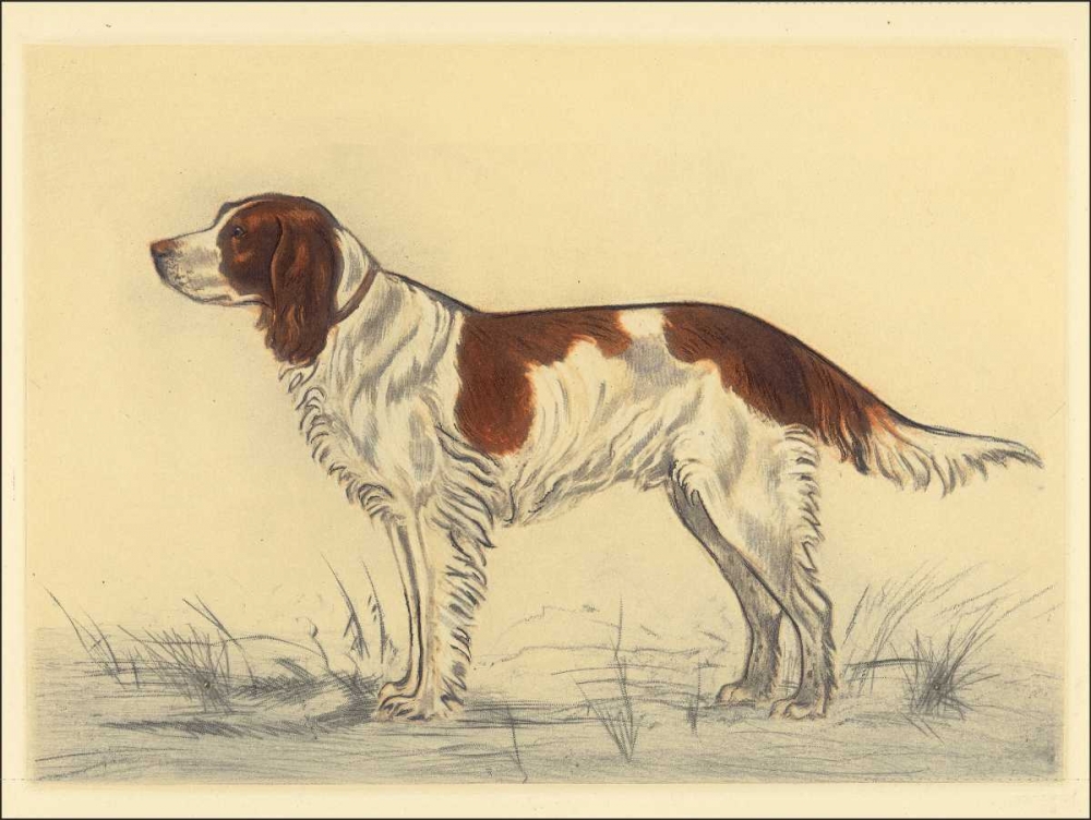 Hunting Dogs-Spaniel art print by Andres Collot for $57.95 CAD
