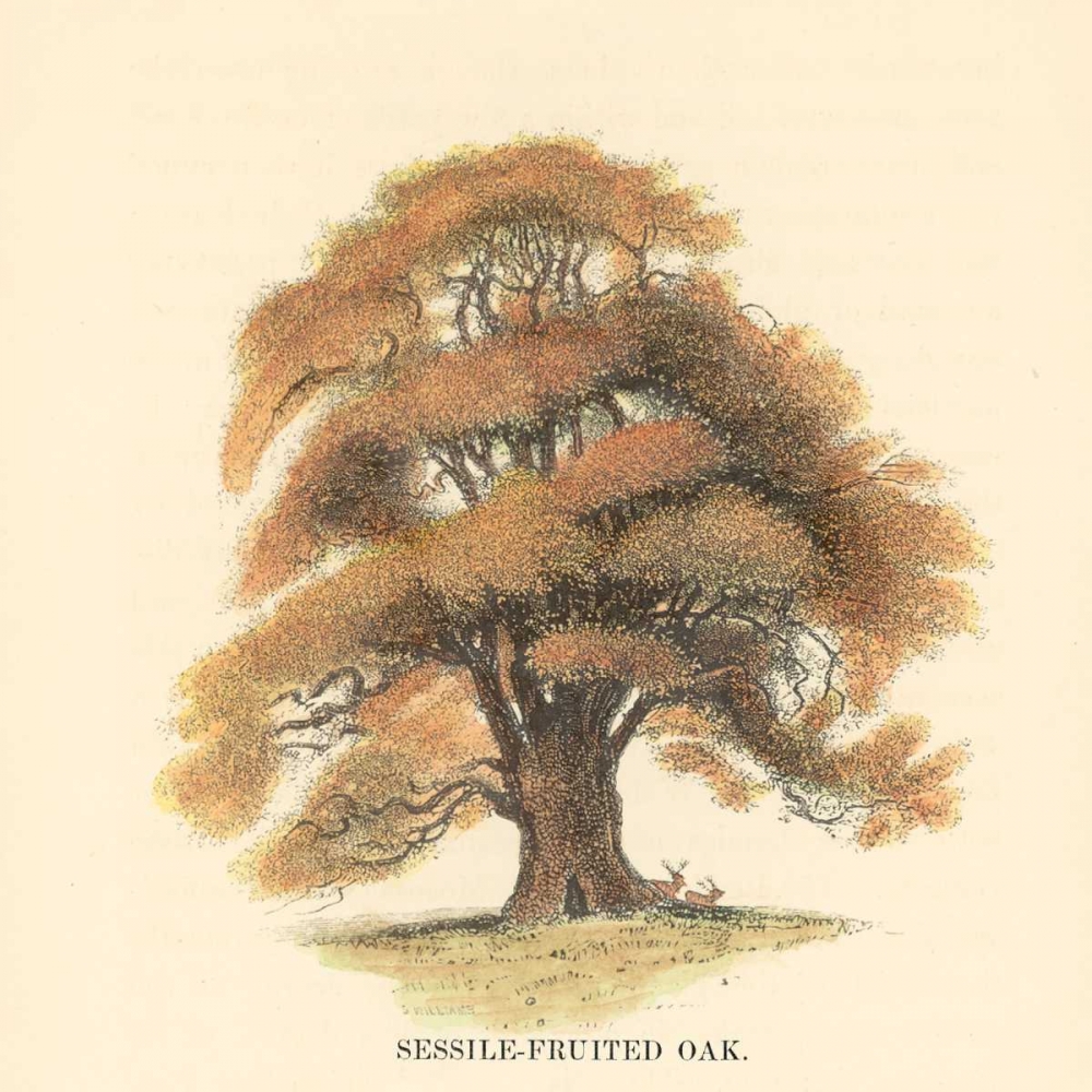 Sessile-Fruited Oak art print by Samuel Williams for $57.95 CAD