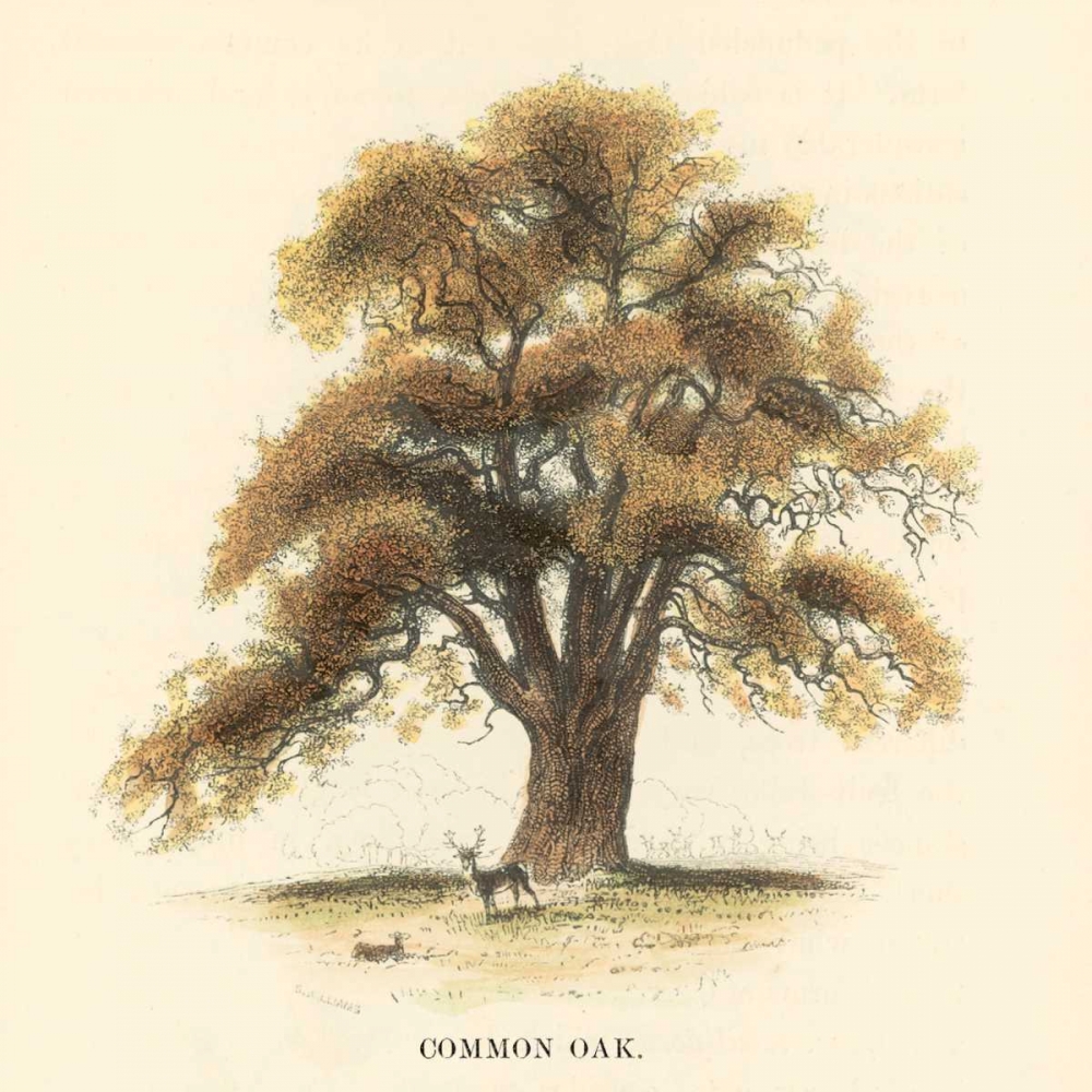 Common Oak art print by Samuel Williams for $57.95 CAD