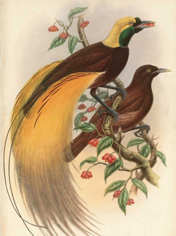 Golden Bird of Paradise art print by Alastair Reynolds for $57.95 CAD