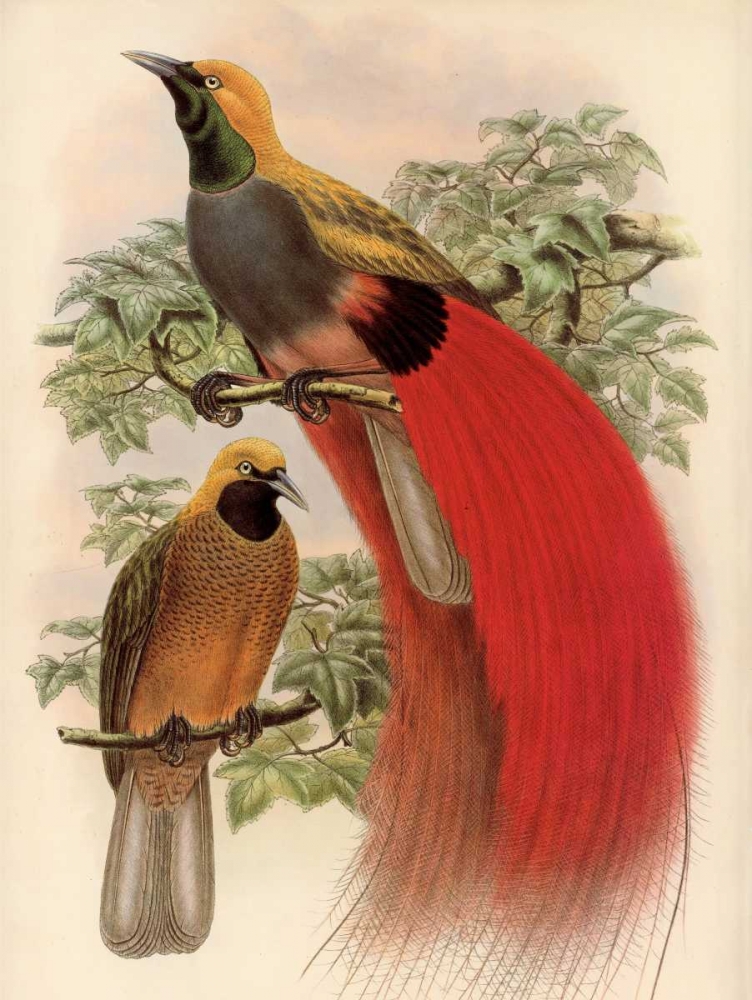 Scarlet Bird of Paradise art print by Alastair Reynolds for $57.95 CAD