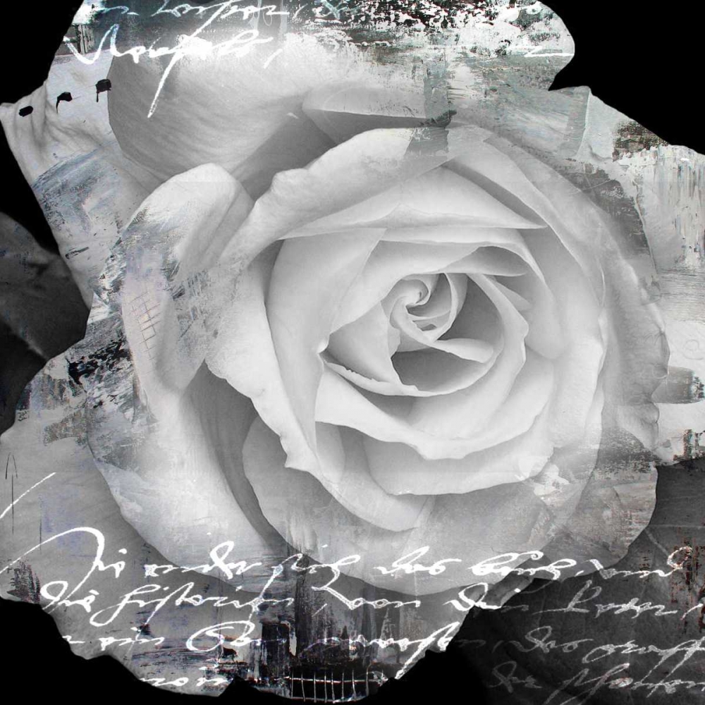 White Rose I art print by Micha Baker for $63.95 CAD