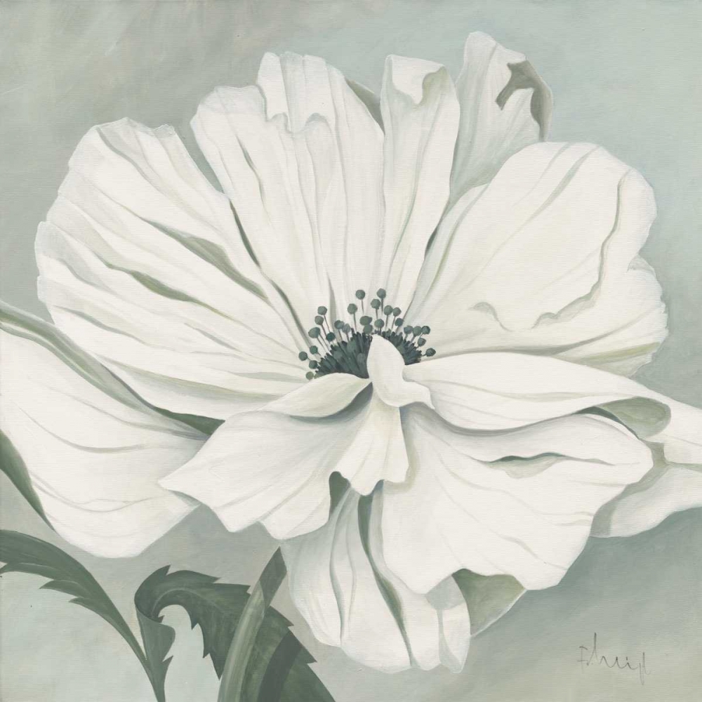 White poppy art print by Franz Heigl for $57.95 CAD