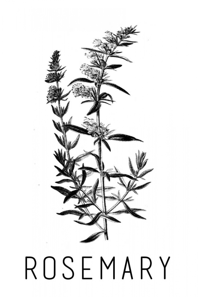 Rosemary art print by Anne Waltz for $57.95 CAD