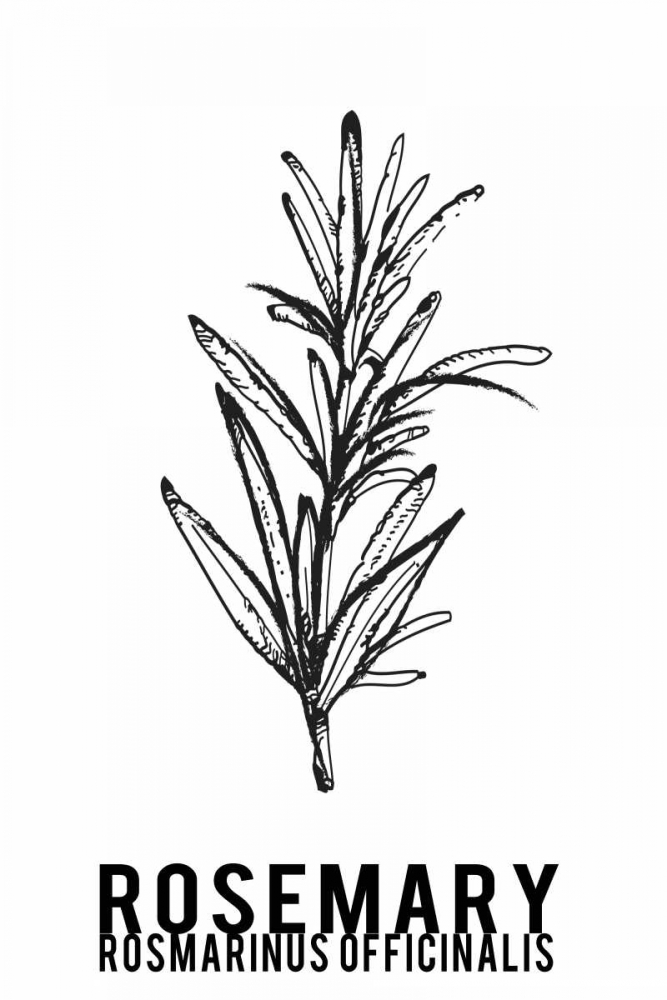 Rosemary herbs  art print by Anne Waltz for $57.95 CAD