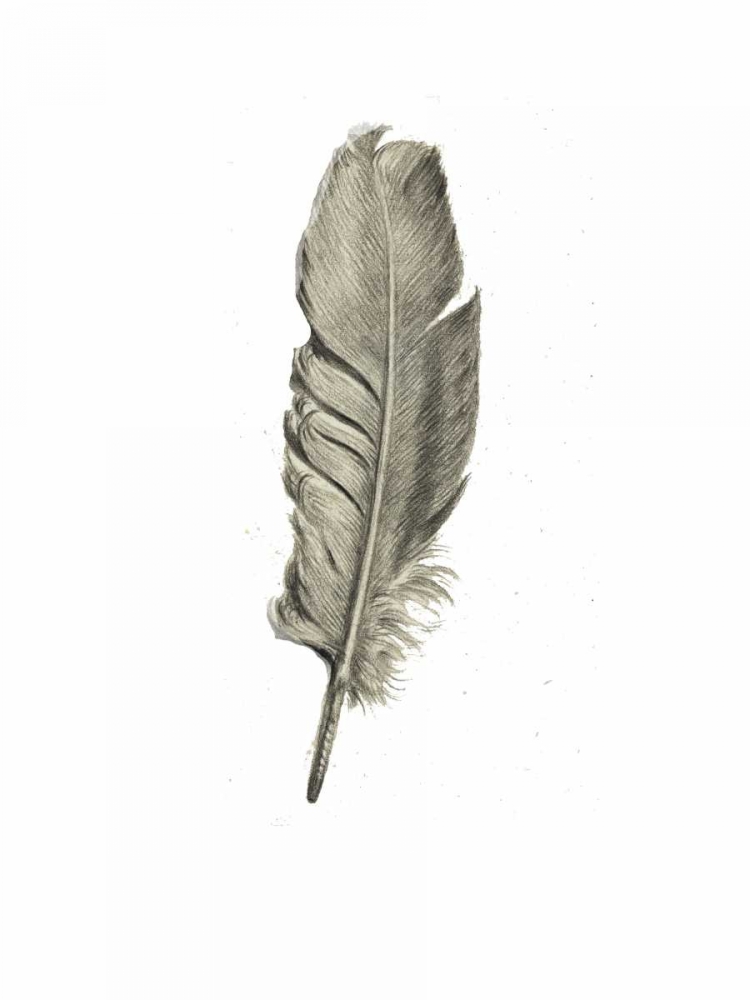 Feather I art print by Anne Waltz for $57.95 CAD