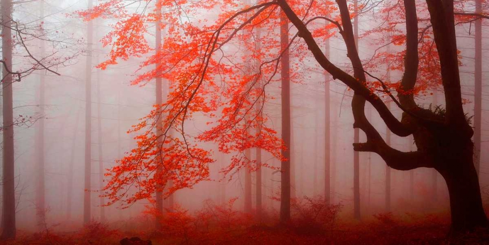 Red forest 807 art print by J.A. Palacios for $49.95 CAD