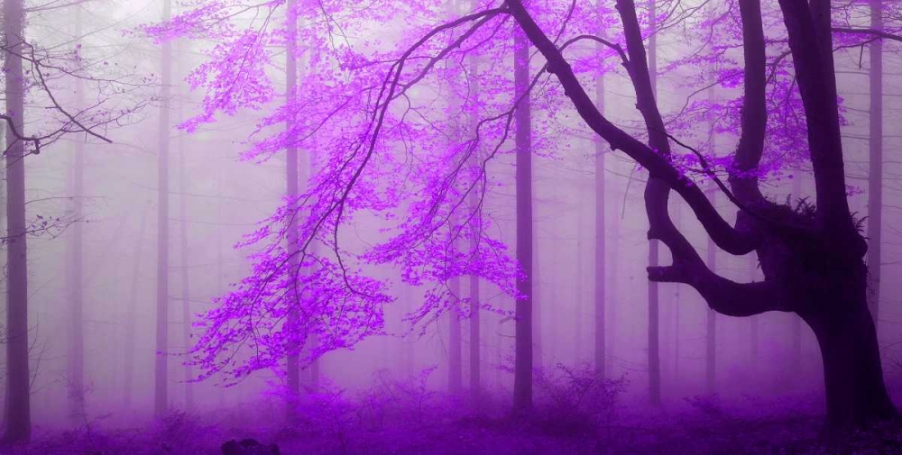 Lilac forest 808 art print by J.A. Palacios for $49.95 CAD