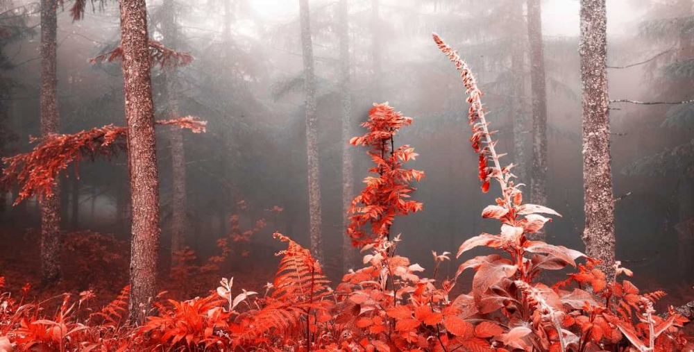 Red forest 809 art print by J.A. Palacios for $49.95 CAD