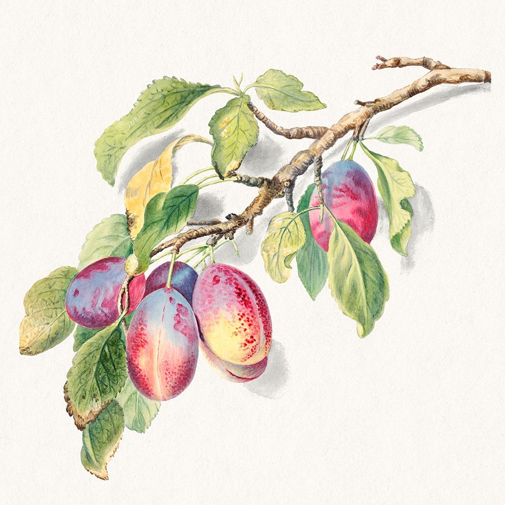 A branch of ripe plums art print by Anonymous for $57.95 CAD